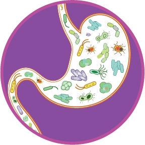 The digestive tract which consists of trillions of bacteria, viruses and fungi.