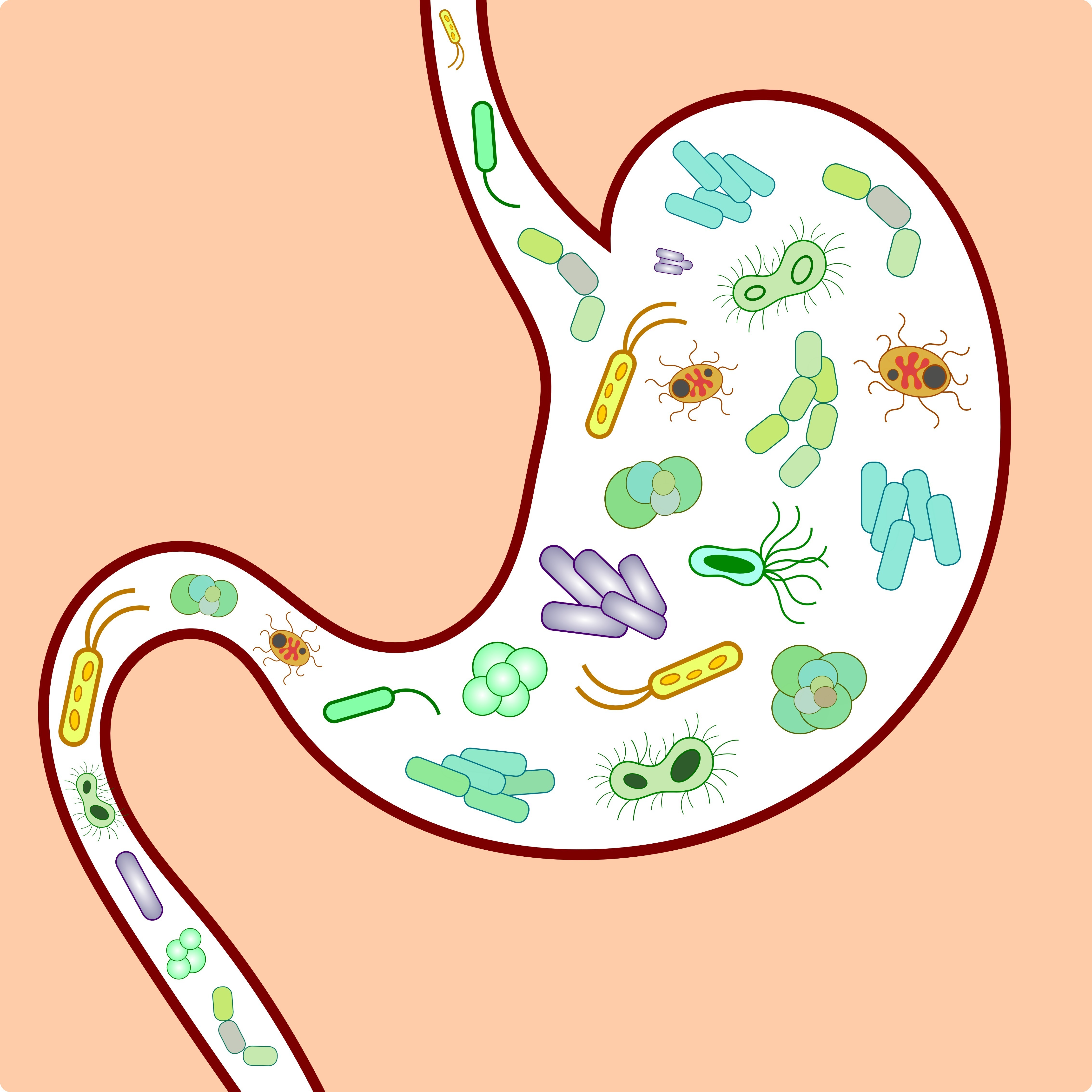 The digestive tract which consists of trillions of bacteria, viruses and fungi.